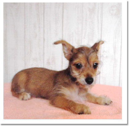 ミックス正面画像