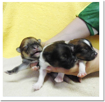 ポメラニアン画像