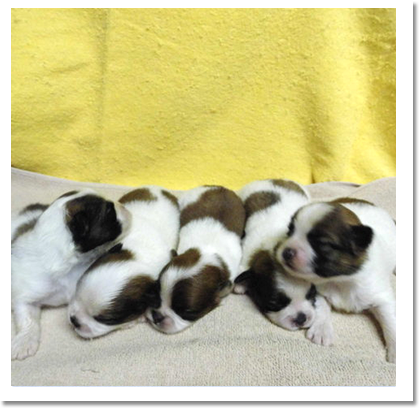 ポメラニアンxシーズー（ミックス）画像