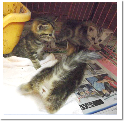 アメリカンショートヘア画像