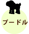 プードル