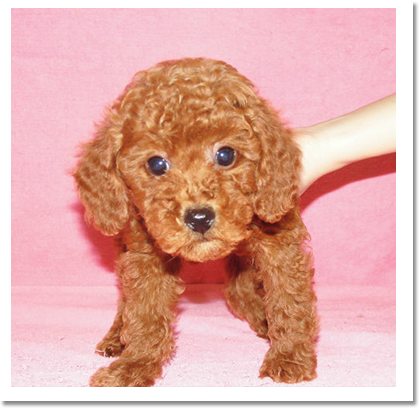 トイプードル正面画像