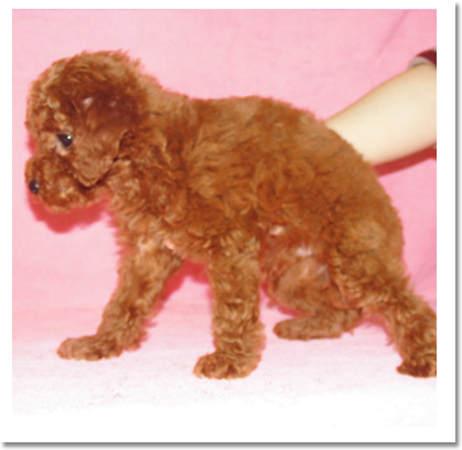 トイプードル横画像