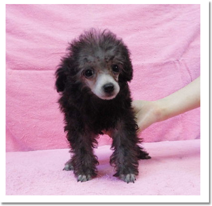 トイプードル正面画像