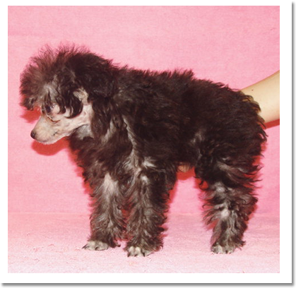 トイプードル横画像