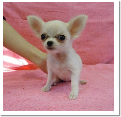 チワワ正面画像