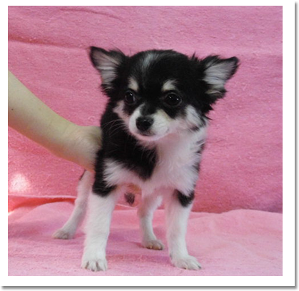 チワワ正面画像