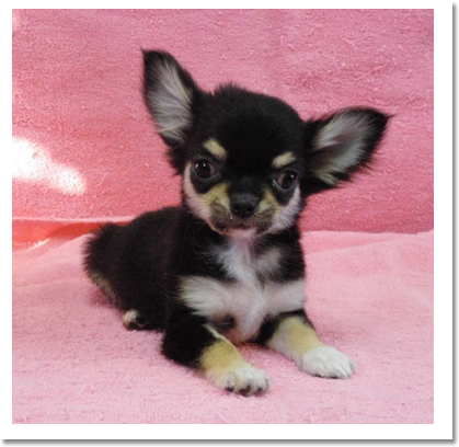 チワワ正面画像