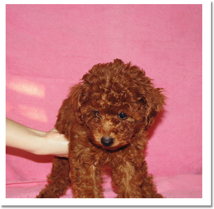 プードル正面画像