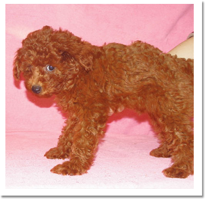 プードル横画像