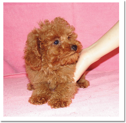 プードル正面画像