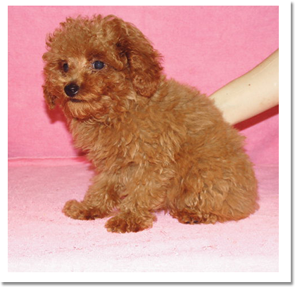 プードル横画像